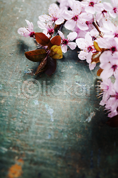 사람없음 JPG 포토 해외이미지 나무배경 벚꽃 봄꽃 실내 잎 카피스페이스 해외202004