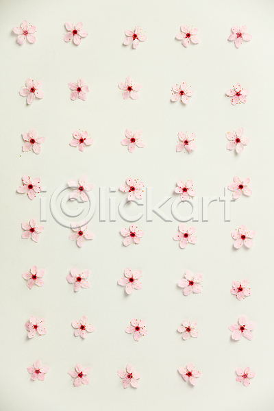 사람없음 JPG 포토 해외이미지 벚꽃 봄꽃 실내 패턴 해외202004 흰배경