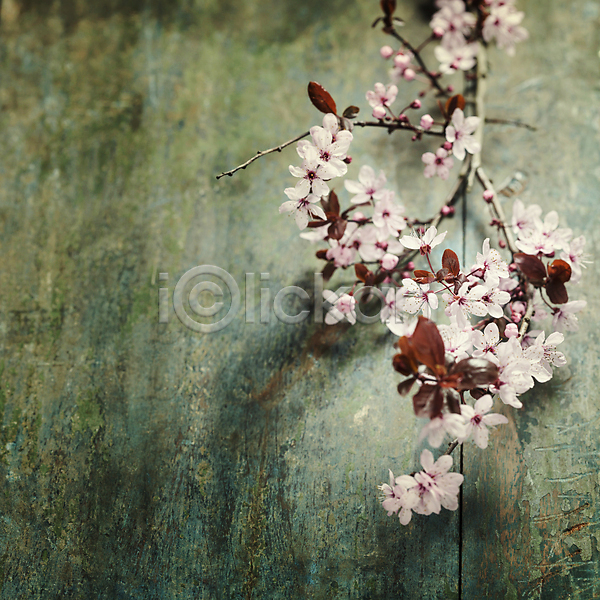 사람없음 JPG 포토 해외이미지 나무배경 나뭇가지 벚꽃 봄꽃 실내 잎 해외202004