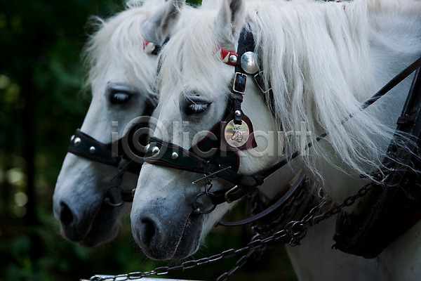 사람없음 JPG 포토 관광지 나라 도시 독일 동물 두마리 말(동물) 바스타이 세계 야외 유럽 풍경(경치) 해외 해외풍경 흰색