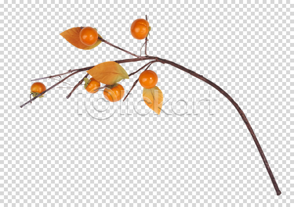 사람없음 PNG 편집이미지 가을(계절) 감 감나무 계절 과일 나뭇가지 나뭇잎 식물 열매 잎 주황색 컬러 편집 편집소스