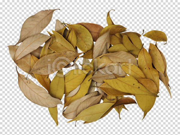 사람없음 PNG 편집이미지 가을(계절) 계절 나뭇잎 낙엽 식물 오브젝트 잎 잎맥 편집 편집소스
