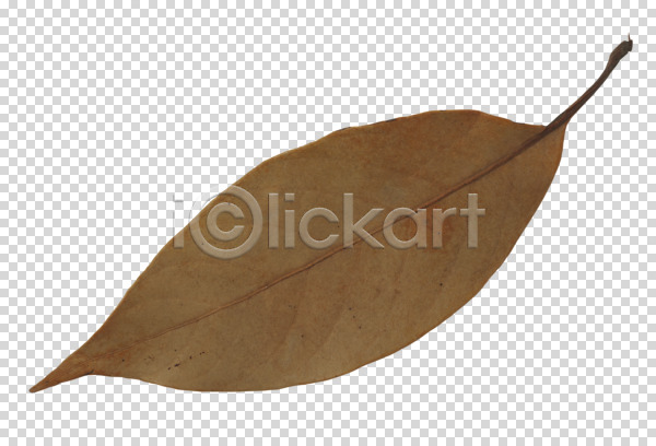 사람없음 PNG 편집이미지 가을(계절) 갈색 계절 나뭇잎 식물 오브젝트 잎 잎맥 컬러 편집 편집소스