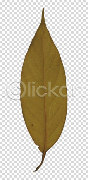 사람없음 PNG 편집이미지 가을(계절) 계절 나뭇잎 식물 오브젝트 잎 잎맥 편집 편집소스