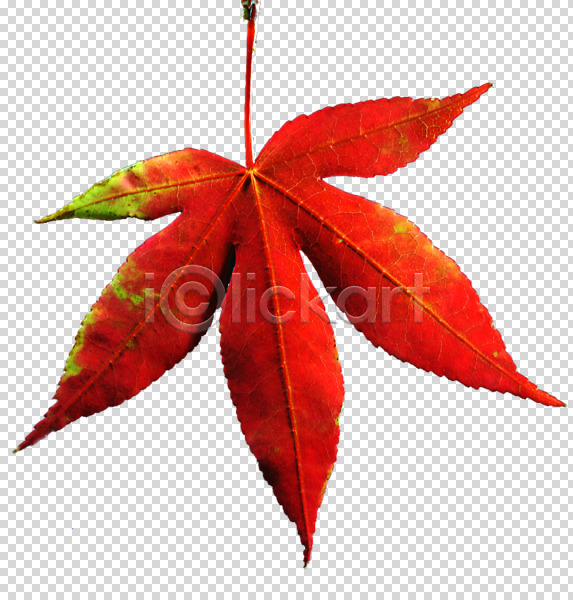 사람없음 PNG 편집이미지 가을(계절) 계절 나뭇잎 단풍 빨간색 식물 오브젝트 잎 편집 편집소스