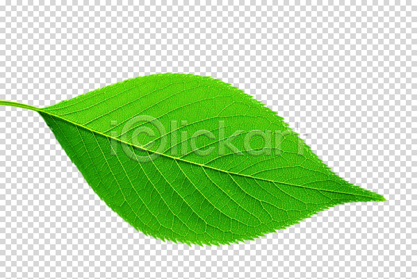 사람없음 PNG 편집이미지 나뭇잎 스튜디오촬영 식물 실내 잎 잎맥 초록색 편집 편집소스