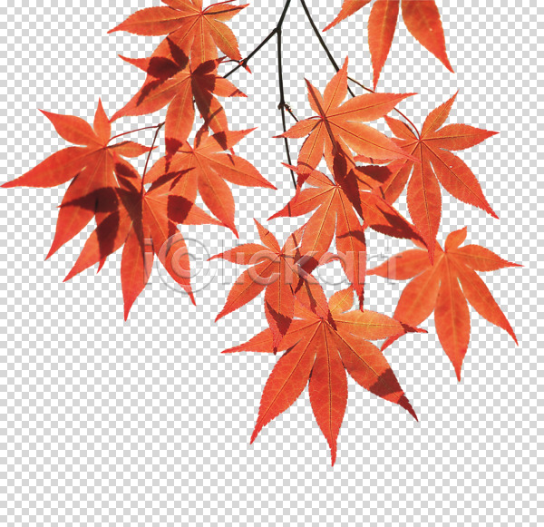 사람없음 PNG 편집이미지 가을(계절) 계절 나뭇가지 나뭇잎 단풍 빨간색 식물 오브젝트 잎 편집 편집소스
