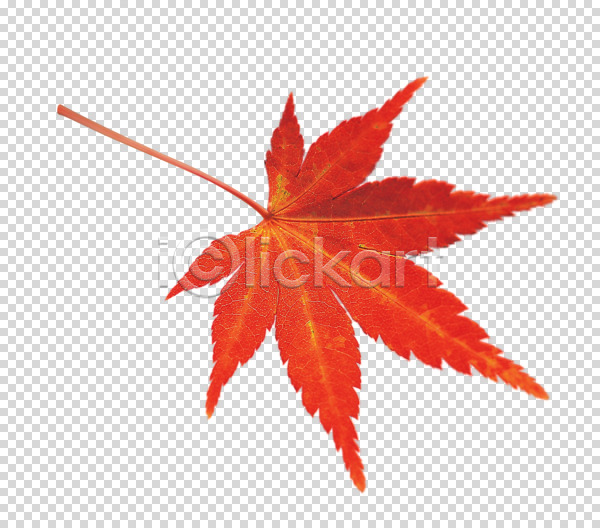 사람없음 PNG 편집이미지 가을(계절) 계절 나뭇잎 단풍 빨간색 스튜디오촬영 식물 실내 오브젝트 잎 편집 편집소스
