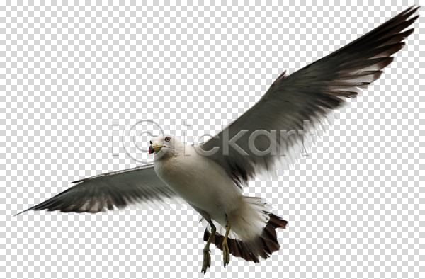 사람없음 PNG 로우앵글 편집이미지 갈매기 깃털 날개(비행) 날갯짓 동물 비행 조류 편집 편집소스 한마리