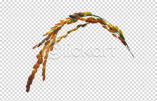 사람없음 PNG 편집이미지 가을(계절) 계절 곡류 나락 농사 농업 농작물 벼 식물 쌀 열매 오브젝트 이삭 추수 편집 편집소스