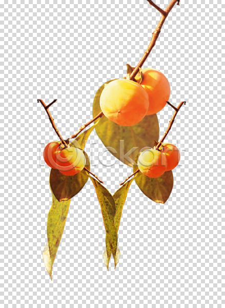 사람없음 PNG 편집이미지 가을(계절) 감 감나무 계절 나뭇가지 나뭇잎 식물 열매 오브젝트 잎 편집 편집소스