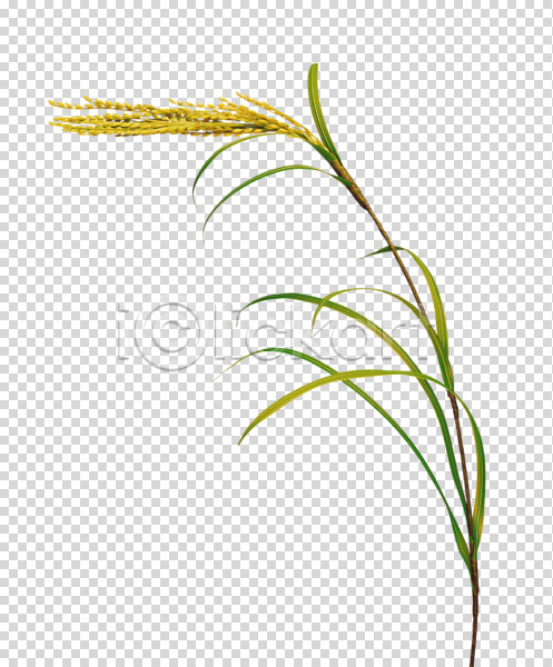 사람없음 PNG 편집이미지 가을(계절) 계절 곡류 나락 농사 농업 농작물 벼 식물 쌀 열매 이삭 추수 편집 편집소스
