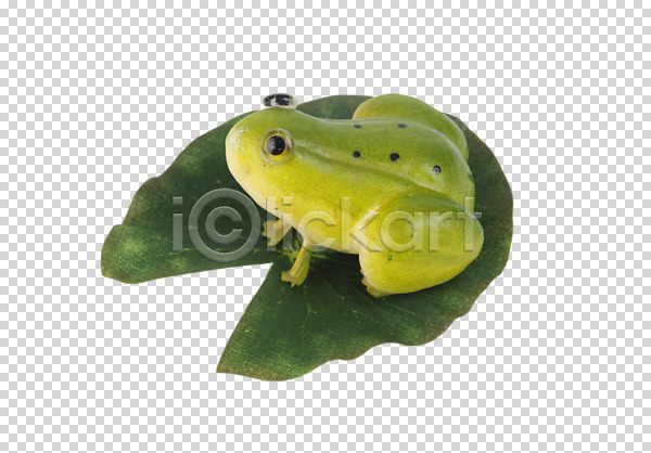 사람없음 PNG 편집이미지 개구리 나뭇잎 동물 모형 미니어처 연잎 오브젝트 잎 장난감 편집 편집소스 한마리