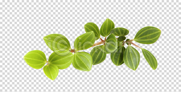 사람없음 PNG 편집이미지 다육식물 스튜디오촬영 식물 실내 원예 잎 초록색 컬러 페페로미아 편집 편집소스