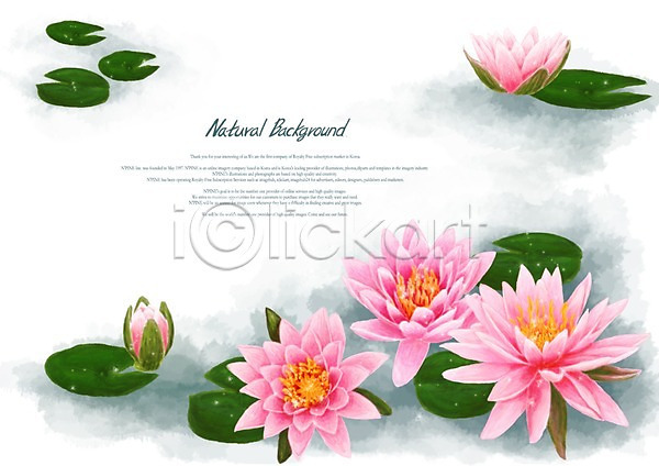 사람없음 PSD 일러스트 꽃 꽃백그라운드 백그라운드 분홍색 식물 연꽃(꽃) 연못 연잎