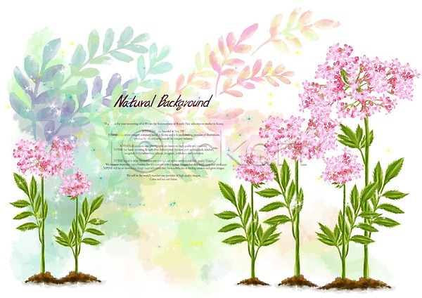 사람없음 PSD 일러스트 꽃 꽃백그라운드 백그라운드 분홍색 식물 쥐오줌풀 풀(식물)