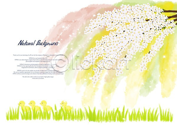 사람없음 PSD 일러스트 꽃 꽃나무 꽃백그라운드 백그라운드 병아리 식물 여러마리 잔디 조팝나무 초원(자연) 흰색
