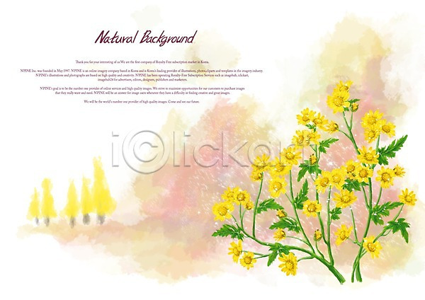 사람없음 PSD 일러스트 감국 꽃 꽃백그라운드 노란색 들국화 백그라운드 식물