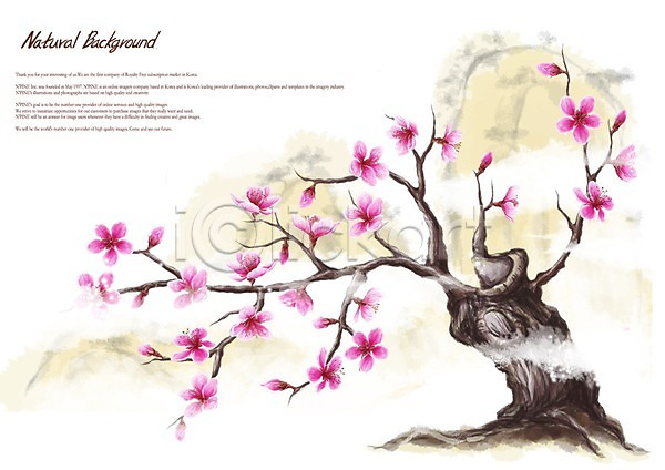 사람없음 PSD 일러스트 꽃 꽃나무 꽃백그라운드 나뭇가지 백그라운드 복사꽃 복사나무 분홍색 식물