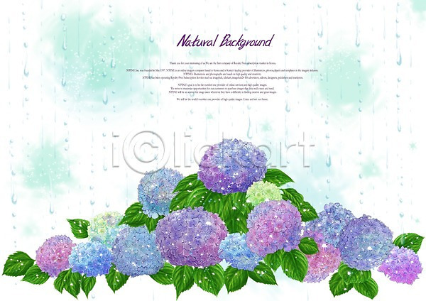 사람없음 PSD 일러스트 꽃 꽃백그라운드 백그라운드 보라색 비(날씨) 빗물 빗방울 수국 식물 하늘색