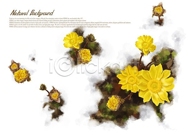 사람없음 PSD 일러스트 꽃 꽃백그라운드 노란색 백그라운드 복수초 식물 풀(식물)