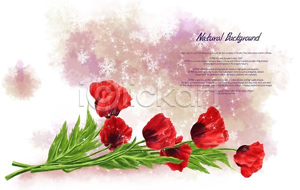 사람없음 PSD 일러스트 꽃 꽃백그라운드 백그라운드 빨간색 식물 양귀비
