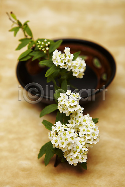 사람없음 JPG 포토 그릇 꽃 설유화 스튜디오촬영 식물 실내 흰색