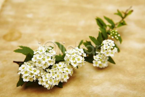 사람없음 JPG 포토 꽃 설유화 스튜디오촬영 식물 실내 흰색