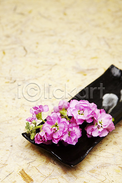 사람없음 JPG 포토 그릇 꽃 분홍색 스토크 스튜디오촬영 식물 실내 접시