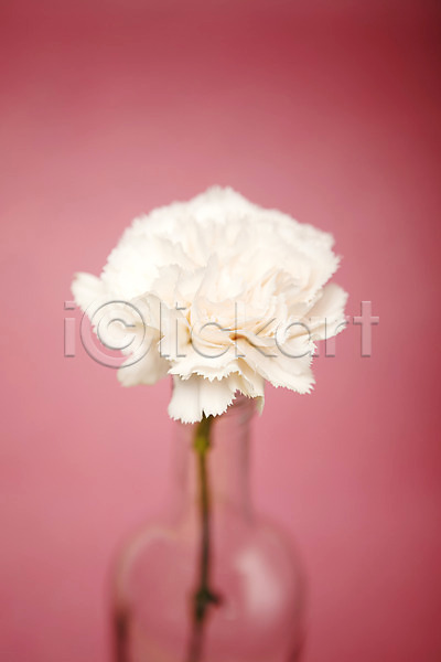 사람없음 JPG 포토 꽃 병(담는) 스튜디오촬영 식물 실내 유리병 카네이션 한송이 흰색