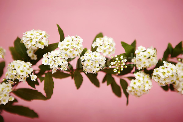 사람없음 JPG 포토 꽃 설유화 스튜디오촬영 식물 실내 흰색