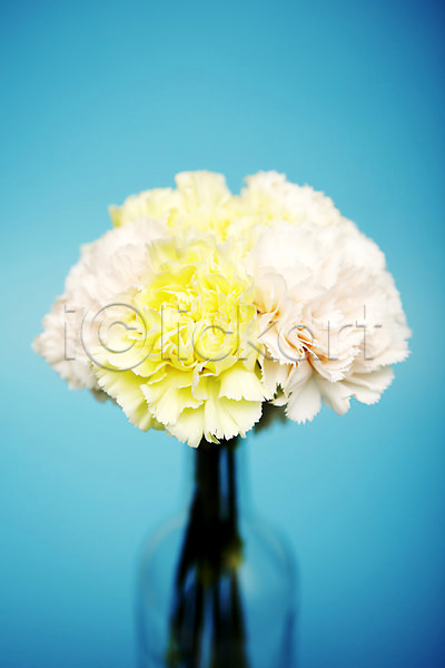 사람없음 JPG 포토 꽃 노란색 병(담는) 스튜디오촬영 식물 실내 유리병 카네이션 한송이 흰색