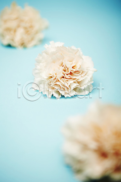 사람없음 JPG 포토 꽃 스튜디오촬영 식물 실내 카네이션 흰색