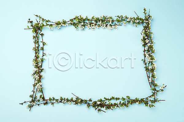 사람없음 JPG 포토 꽃 나뭇가지 사각형 설유화 스튜디오촬영 식물 실내 프레임 흰색