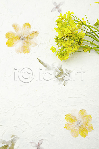 사람없음 JPG 포토 꽃 꽃무늬 노란색 벽지 스튜디오촬영 식물 실내 유채 종이