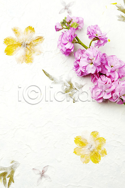 사람없음 JPG 포토 꽃 꽃무늬 벽지 분홍색 스토크 스튜디오촬영 식물 실내 종이