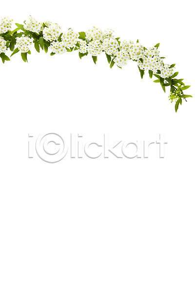 사람없음 JPG 포토 꽃 누끼 설유화 스튜디오촬영 식물 실내 흰색