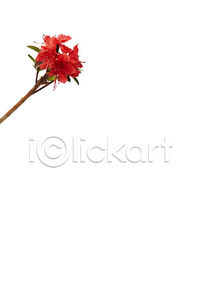 사람없음 JPG 포토 꽃 나뭇가지 누끼 빨간색 스튜디오촬영 식물 실내 영산홍