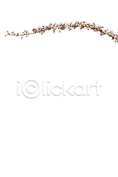 사람없음 JPG 포토 꽃 누끼 분홍색 설유화 스튜디오촬영 식물 실내 흰색