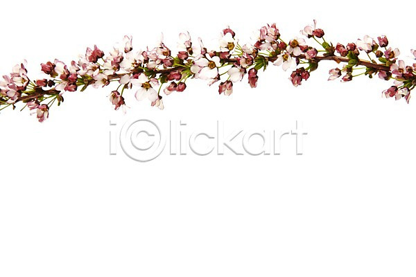 사람없음 JPG 포토 꽃 누끼 분홍색 설유화 스튜디오촬영 식물 실내 흰색