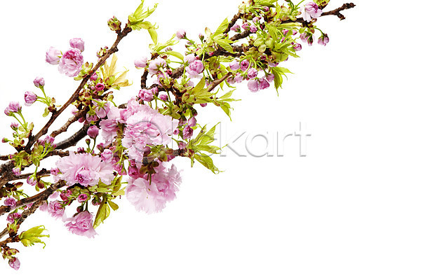사람없음 JPG 포토 겹벚꽃 꽃 꽃나무 나뭇가지 누끼 벚꽃 분홍색 스튜디오촬영 식물 실내