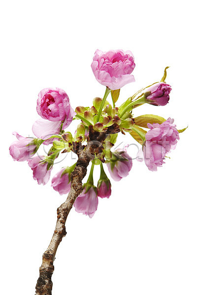 사람없음 JPG 포토 겹벚꽃 꽃 꽃나무 나뭇가지 누끼 벚꽃 분홍색 스튜디오촬영 식물 실내