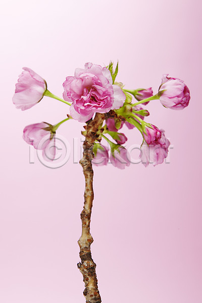 사람없음 JPG 포토 겹벚꽃 꽃 꽃나무 나뭇가지 벚꽃 분홍색 스튜디오촬영 식물 실내
