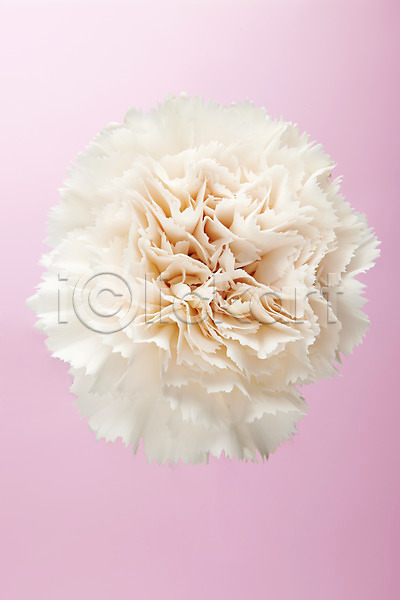 사람없음 JPG 포토 꽃 스튜디오촬영 식물 실내 카네이션 한송이 흰색