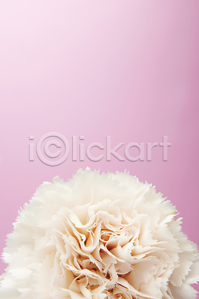 사람없음 JPG 포토 꽃 스튜디오촬영 식물 실내 카네이션 한송이 흰색