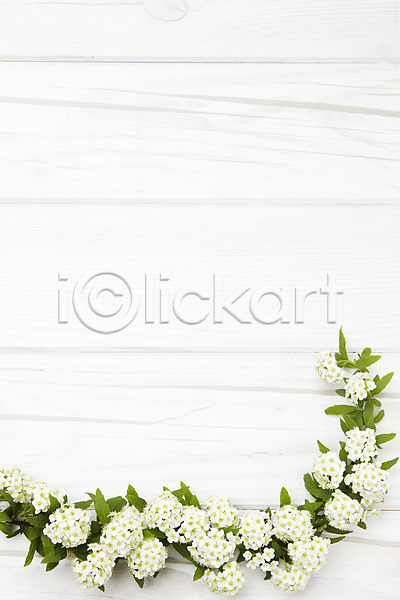 사람없음 JPG 포토 꽃 목재 벽 설유화 스튜디오촬영 식물 실내 흰색
