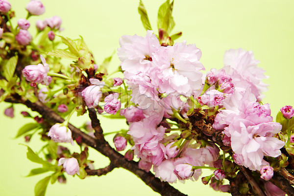 사람없음 JPG 포토 겹벚꽃 꽃 꽃나무 나뭇가지 벚꽃 분홍색 스튜디오촬영 식물 실내