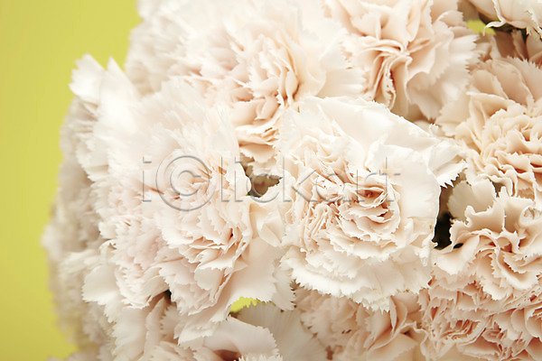 사람없음 JPG 근접촬영 포토 꽃 스튜디오촬영 식물 실내 카네이션 흰색