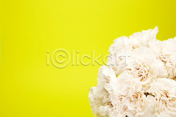 사람없음 JPG 포토 꽃 스튜디오촬영 식물 실내 카네이션 흰색