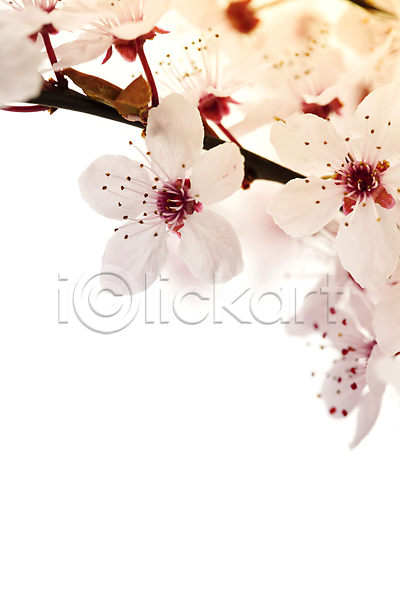 사람없음 JPG 포토 해외이미지 벚꽃 봄꽃 실내 카피스페이스 해외202004 흰배경